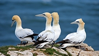 Gannets