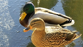 Mallards